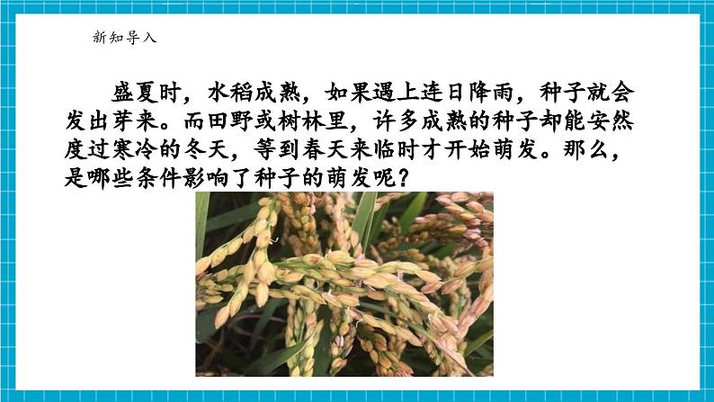 浙教版七下科学 1.3 植物的生殖与发育（3）第4页