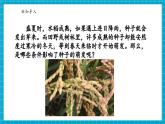 【新教材核心素養(yǎng)】浙教版科學(xué)七年級(jí)下冊(cè)1.3 植物的生殖與發(fā)育 第3課時(shí)（課件+同步教案+導(dǎo)學(xué)案+素材）