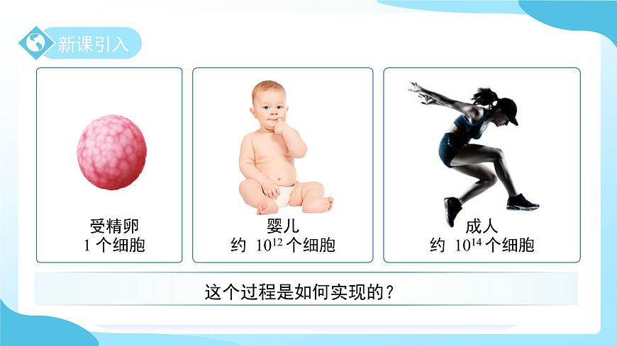 第一章 第一节生物体的结构层次 第一课时 课件 科学浙教版（2024）七年级下册第3页