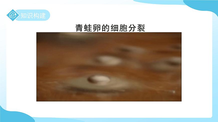 第一章 第一节生物体的结构层次 第一课时 课件 科学浙教版（2024）七年级下册第4页