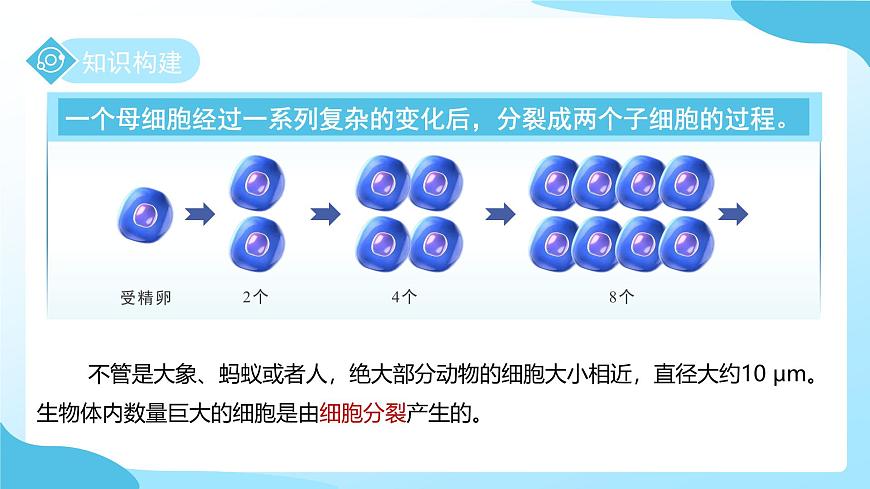 第一章 第一节生物体的结构层次 第一课时 课件 科学浙教版（2024）七年级下册第5页