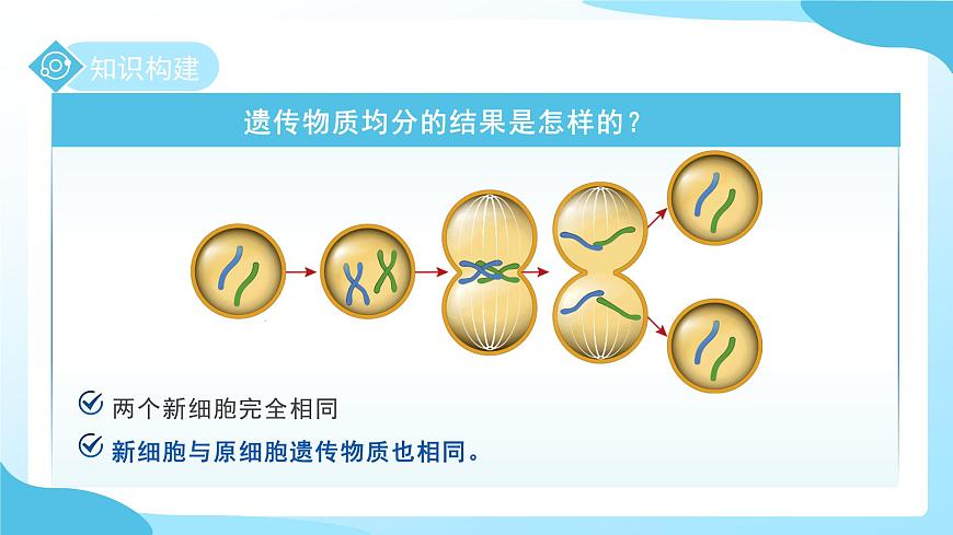 第一章 第一节生物体的结构层次 第一课时 课件 科学浙教版（2024）七年级下册第6页