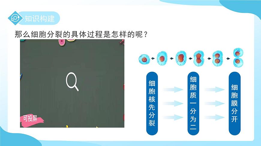 第一章 第一节生物体的结构层次 第一课时 课件 科学浙教版（2024）七年级下册第7页
