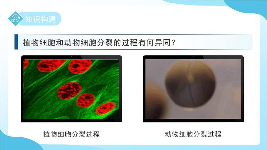 第一章 第一节生物体的结构层次 第一课时 课件 科学浙教版（2024）七年级下册第8页
