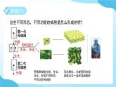 第一章 第一節(jié) 生物體的結(jié)構(gòu)層次 第二課時 課件 科學(xué)浙教版（2024）七年級下冊