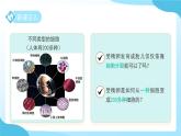 第一章 第一節(jié) 生物體的結(jié)構(gòu)層次 第三課時 課件 科學(xué)浙教版（2024）七年級下冊