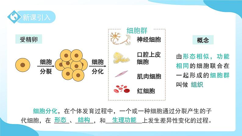 第一章 第一节 生物体的结构层次 第三课时 课件 科学浙教版（2024）七年级下册第4页