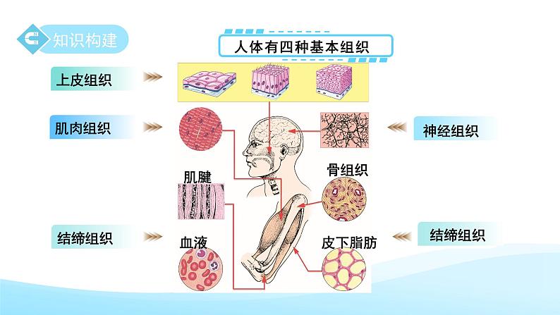 第一章 第一节 生物体的结构层次 第三课时 课件 科学浙教版（2024）七年级下册第5页