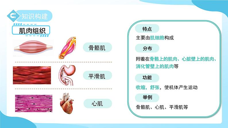 第一章 第一节 生物体的结构层次 第三课时 课件 科学浙教版（2024）七年级下册第7页