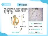 第1章 第2節(jié) 人和動物的生殖與發(fā)育 第1課時 課件 科學(xué)浙教版（2024）七年級下冊