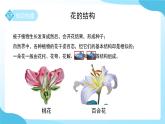 第1章 第3節(jié) 植物的生殖與發(fā)育 第1課時(shí) 課件 科學(xué)浙教版（2024）七年級(jí)下冊(cè)
