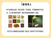 新浙教版（2024）七下科學(xué) 1.3《植物的生殖與發(fā)育》課時(shí)2（  課件+教案+分層作業(yè)（原卷版+解析版））