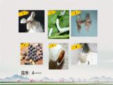 第一章第2節(jié) 人和動物的生殖與發(fā)育（第2課時）（課件，內(nèi)包含視頻）