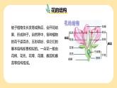 新浙教版（2024）七下科學(xué) 1.3《植物的生殖與發(fā)育》課時1 （課件+教案+分層練習(xí)（原卷版+解析版））