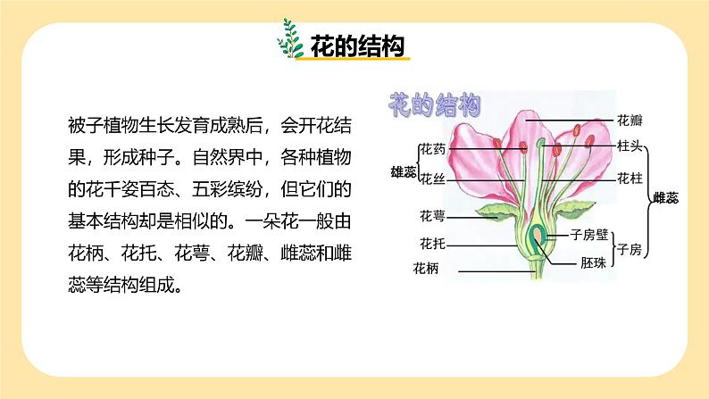 七下新浙教版（2024）初中科学 第一章生命的结构与生殖 1.3《植物的生殖与发育》第1课时  课件 第5页