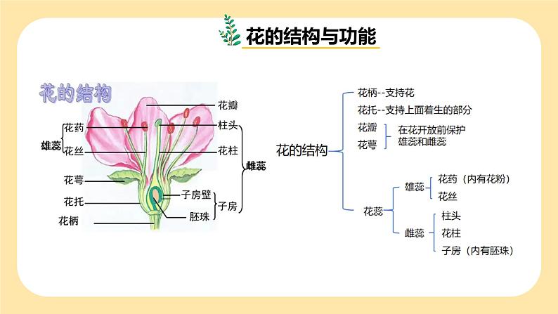 七下新浙教版（2024）初中科学 第一章生命的结构与生殖 1.3《植物的生殖与发育》第1课时  课件 第6页