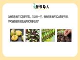 新浙教版（2024）七下科學(xué)1.3《植物的生殖與發(fā)育》課時(shí)3  課件