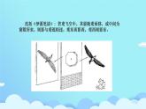 （浙教版）七年級【任務型學習設計】4.3日地月的相對運動 課件
