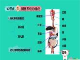 九年級科學(xué)上冊第4章代謝與平衡第2節(jié)食物的消化與吸收第1課時(shí)食物的消化和吸收課件浙教版