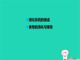 九年級科學(xué)上冊第4章代謝與平衡第2節(jié)食物的消化與吸收第2課時(shí)食物的消化和吸收課件浙教版