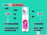 九年級科學(xué)上冊第4章代謝與平衡第2節(jié)食物的消化與吸收第2課時(shí)食物的消化和吸收課件浙教版