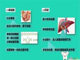 九年級科學(xué)上冊第4章代謝與平衡第2節(jié)食物的消化與吸收第2課時(shí)食物的消化和吸收課件浙教版