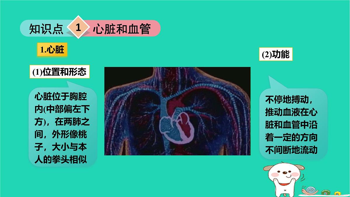 九年级科学上册第4章代谢与平衡第3节体内物质的运输第2课时体内物质的运输课件浙教版第4页