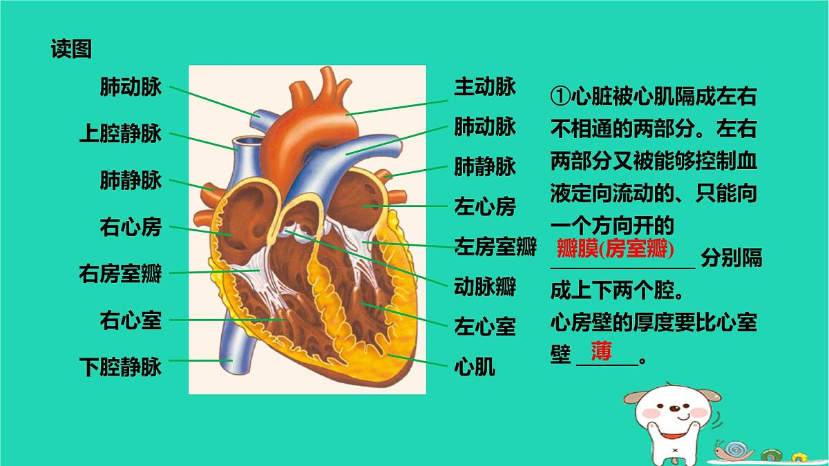 九年级科学上册第4章代谢与平衡第3节体内物质的运输第2课时体内物质的运输课件浙教版第6页