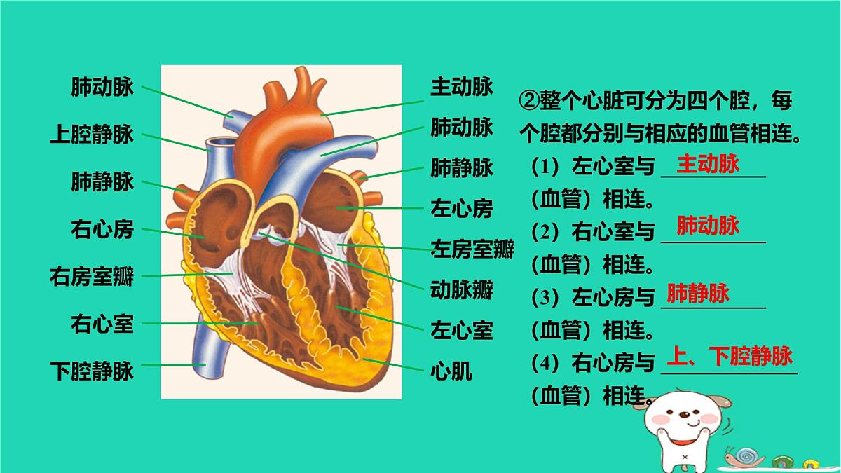 九年级科学上册第4章代谢与平衡第3节体内物质的运输第2课时体内物质的运输课件浙教版第7页