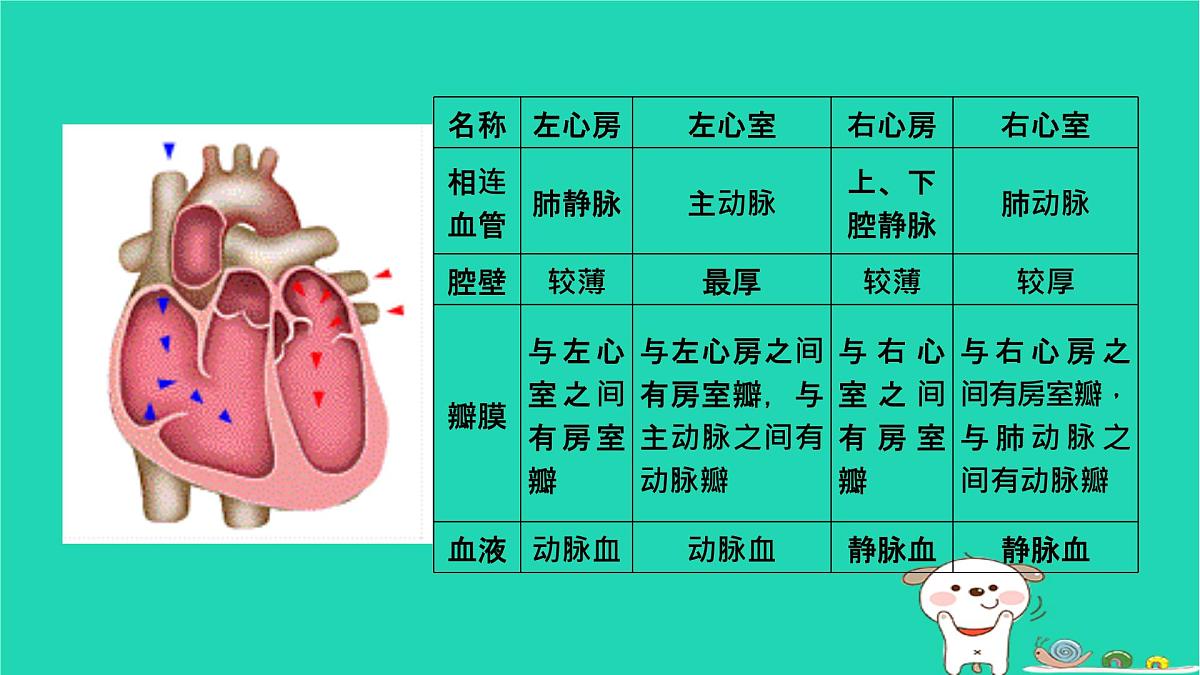 九年级科学上册第4章代谢与平衡第3节体内物质的运输第2课时体内物质的运输课件浙教版第8页