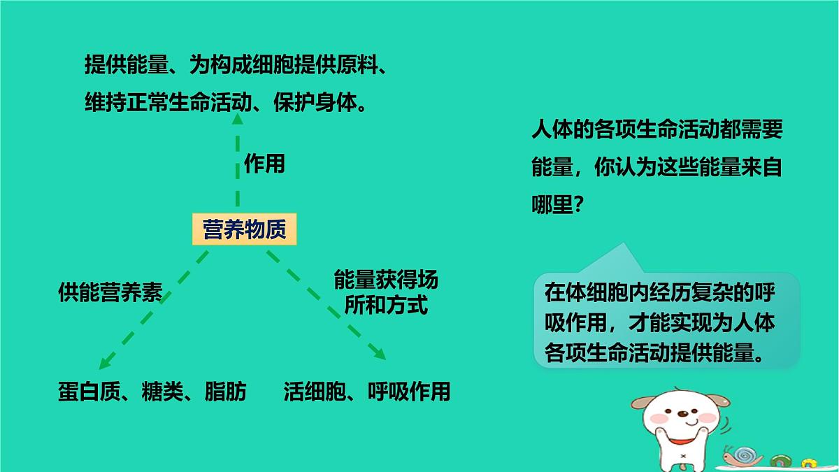 九年级科学上册第4章代谢与平衡第4节能量的获得课件浙教版第3页