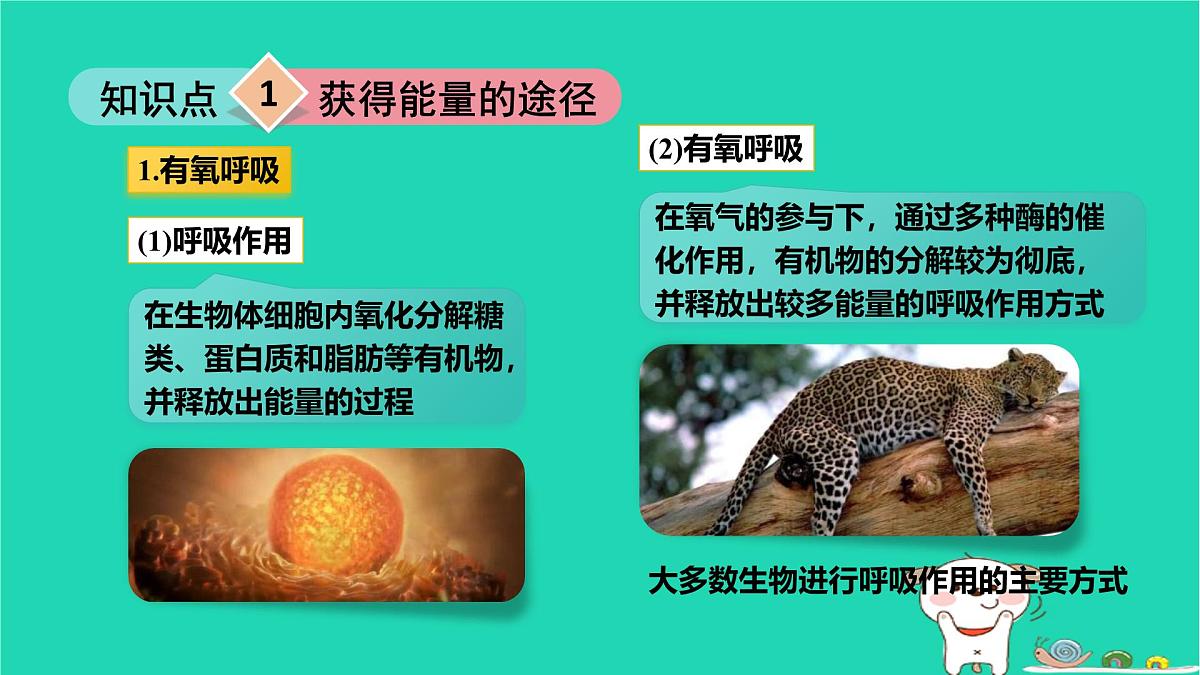 九年级科学上册第4章代谢与平衡第4节能量的获得课件浙教版第4页
