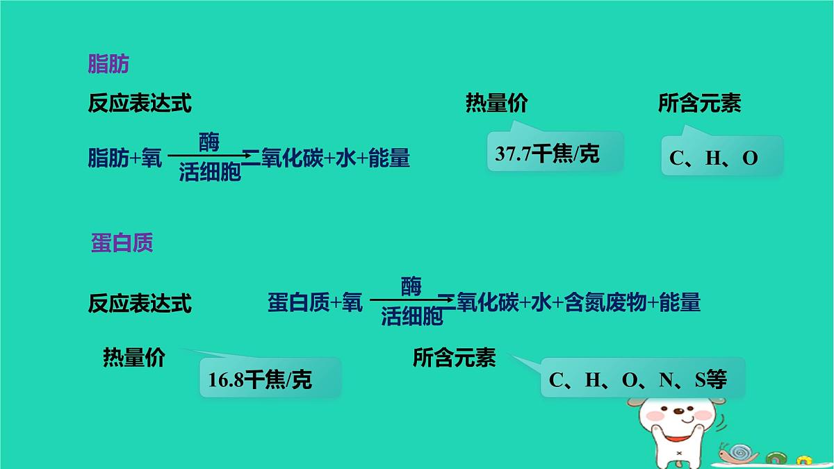 九年级科学上册第4章代谢与平衡第4节能量的获得课件浙教版第6页