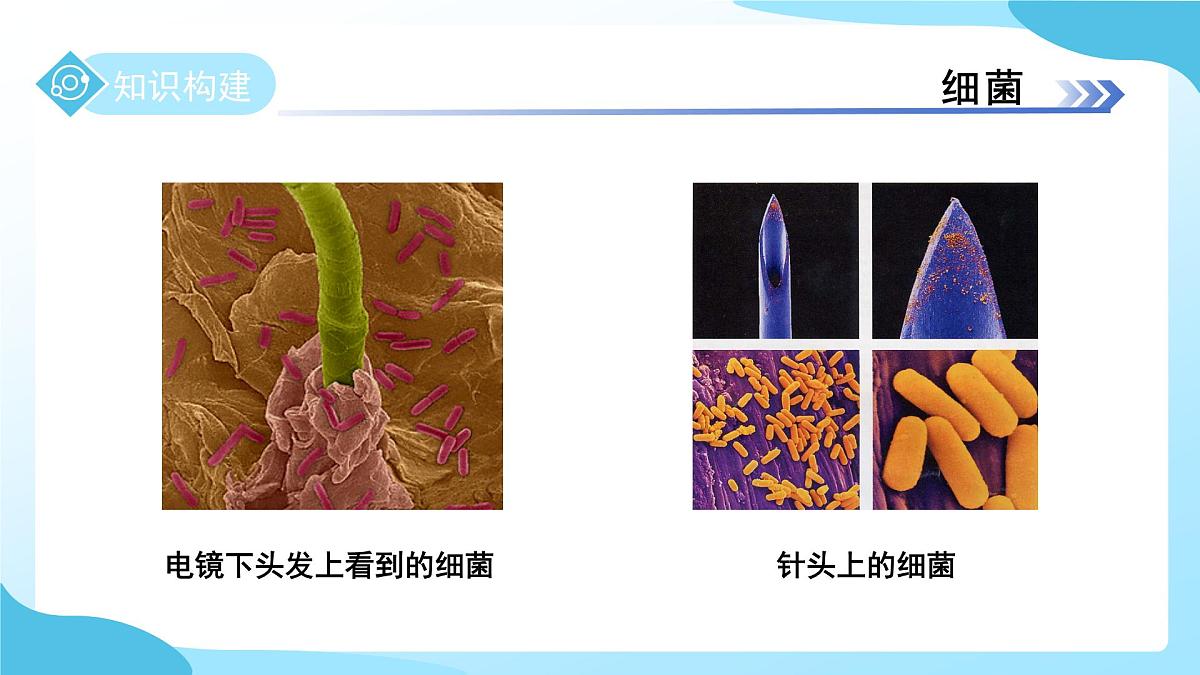 第一章 第4节 微生物的结构与生殖 第1课时 课件 科学浙教版（2024）七年级下册第6页
