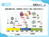 第一章 第4節(jié) 微生物的結(jié)構(gòu)與生殖 第2課時 課件 科學浙教版（2024）七年級下冊