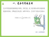 3.6 光合作用（同步课件）-2024-2025学年八年级科学下册（浙教版2024）