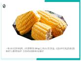 4.3 土壤與植物生長（第1課時）-初中科學(xué)七年級下冊 同步教學(xué)課件+同步練習(xí)（浙教版2024）