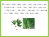 4.5 植物的葉與蒸騰作用（同步課件）2025學(xué)年八年級(jí)科學(xué)下冊(cè)浙教版