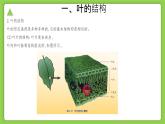 4.5 植物的葉與蒸騰作用（同步課件）2025學(xué)年八年級(jí)科學(xué)下冊(cè)浙教版