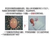 1.1《生物體的結(jié)構(gòu)層次》（第1課時）課件 浙教版科學(xué)七年級下冊