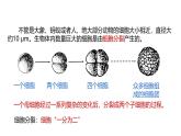 1.1《生物體的結(jié)構(gòu)層次》（第1課時）課件 浙教版科學(xué)七年級下冊