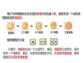 1.1《生物體的結(jié)構(gòu)層次》（第1課時）課件 浙教版科學(xué)七年級下冊