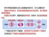 1.1《生物體的結(jié)構(gòu)層次》（第1課時）課件 浙教版科學(xué)七年級下冊
