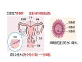 1.2《人和動物的生殖與發(fā)育》（第1課時） 課件 浙教版科學(xué)七年級下冊