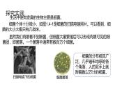 1.4《微生物的結(jié)構(gòu)與生殖》（第1課時） 課件浙教版科學七年級下冊