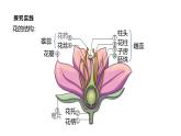 1.3 《植物的生殖與發(fā)育》（第1課時(shí)）課件浙教版科學(xué)七年級(jí)下冊(cè)
