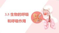 浙教版（2024）八年级下册生物的呼吸和呼吸作用教课内容ppt课件