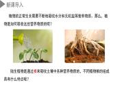 4.3 植物的根与物质吸收（第1课时）（教学课件）-2024-2025学年八年级科学下册（浙教版）