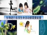 2025年春八年级下册科学（浙教版）上课课件 3.5 生物的呼吸和呼吸作用第2课时