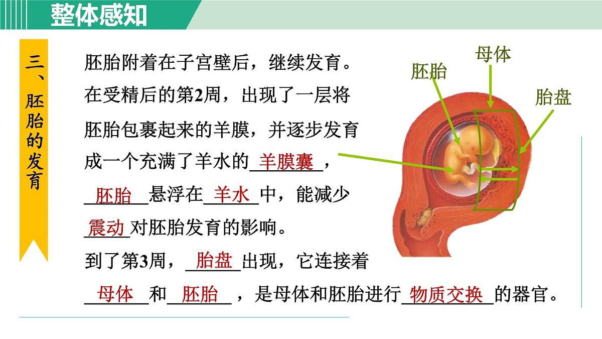 2025年春七年级下册科学（浙教版）上课课件 第1章 1. 新生命的诞生 第2课时第2页